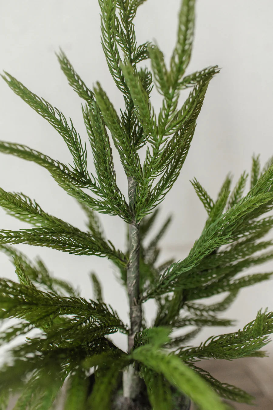 NORFOLK PINE | 20" TREE