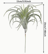 Load image into Gallery viewer, TILLANDSIA AIR PLANT
