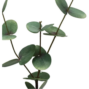 EUCALYPTUS | GREEN