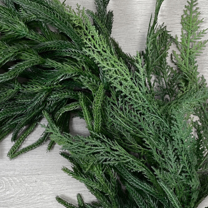 NORFOLK & CYPRESS | 6FT