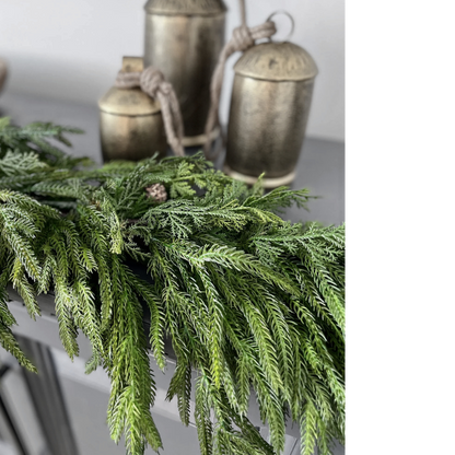 NORFOLK & CYPRESS | 6FT