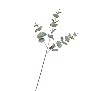 EUCALYPTUS | STEM