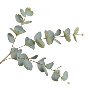 EUCALYPTUS | STEM