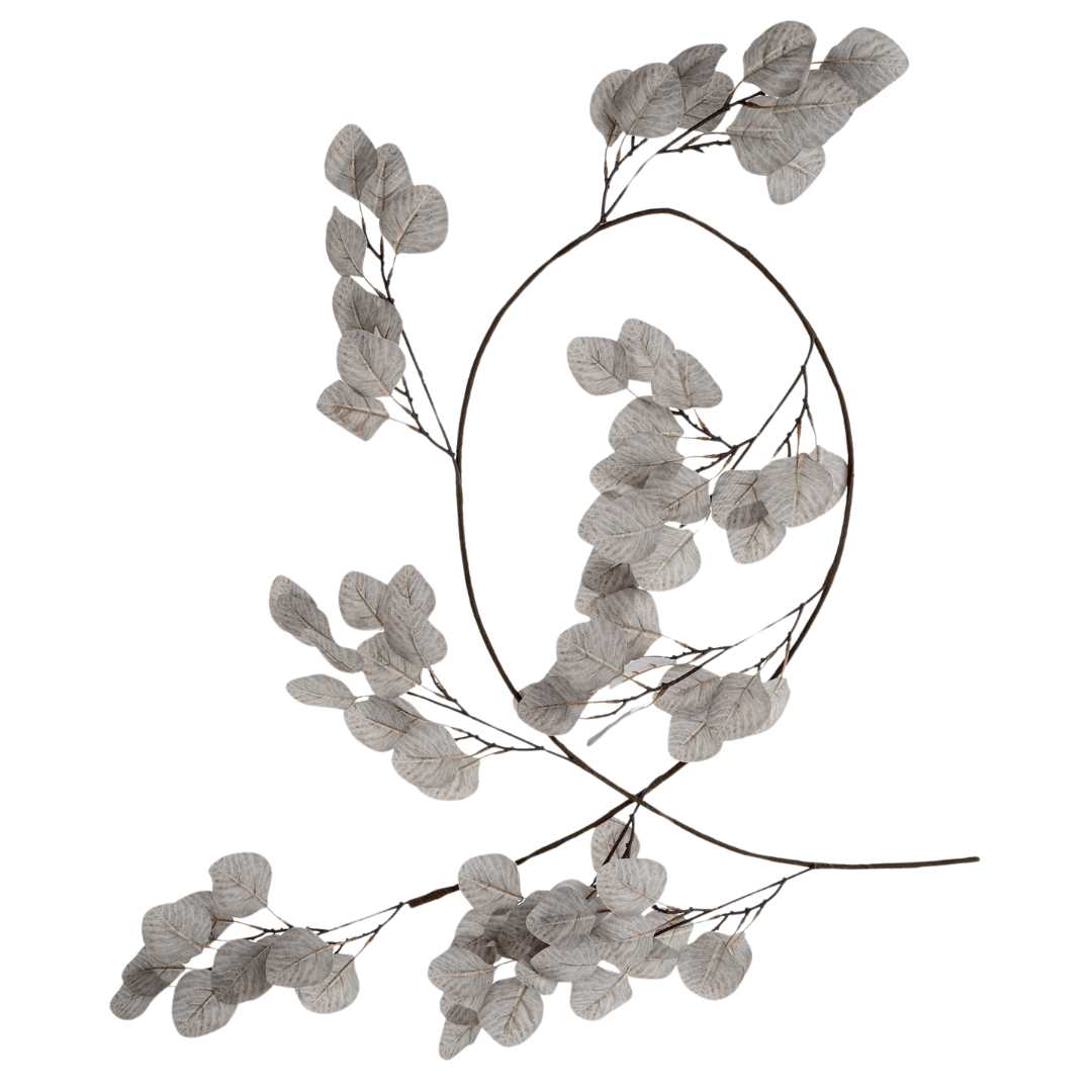 EUCALYPTUS SILVER DOLLAR | 6FT