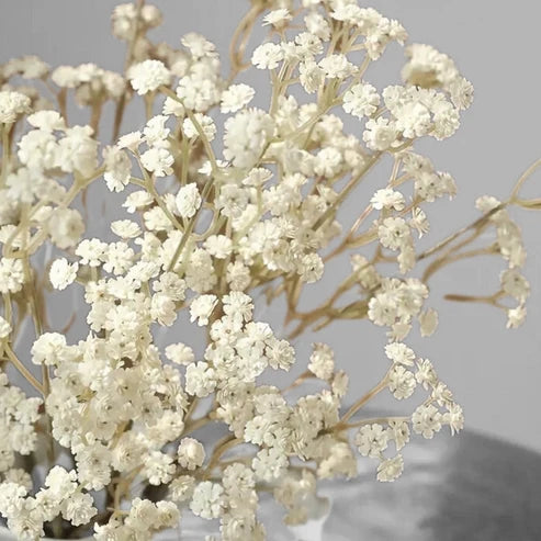 Baby’s Breath