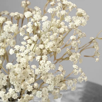 Baby’s Breath