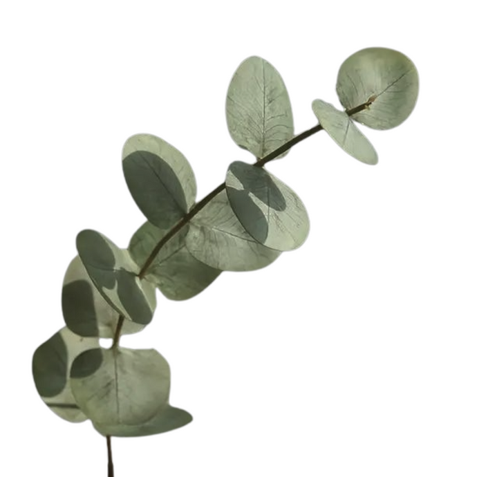 EUCALYPTUS | GREEN