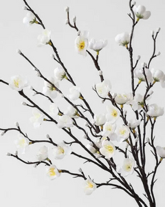 WHITE PLUM BLOSSOM| STEM