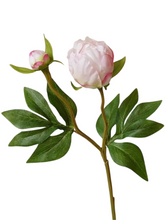 Load image into Gallery viewer, PEONY | BLUSH
