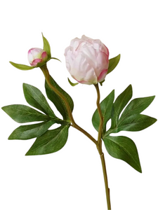 PEONY | BLUSH