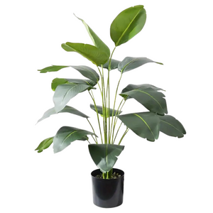 Travelers Palm