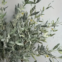 Load image into Gallery viewer, OLIVE | STEM

