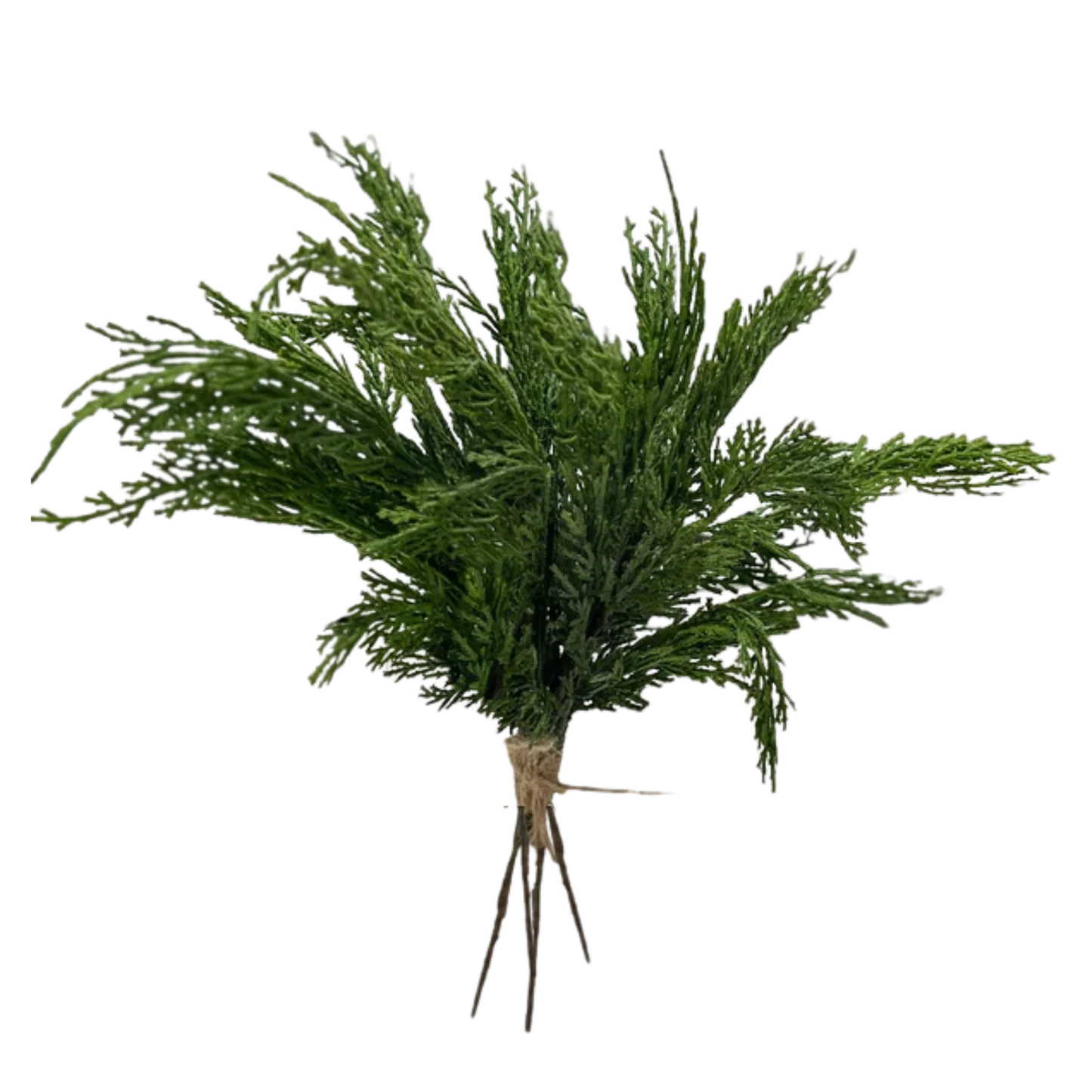 CYPRESS | STEM