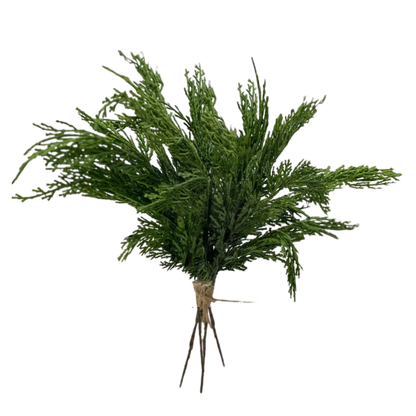 CYPRESS | STEM