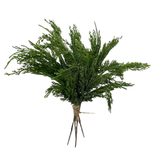 Load image into Gallery viewer, CEDAR WHISP | BUNDLE
