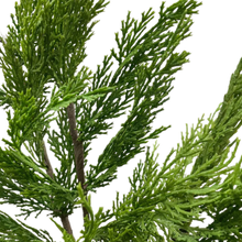 Load image into Gallery viewer, CEDAR WHISP | STEM M
