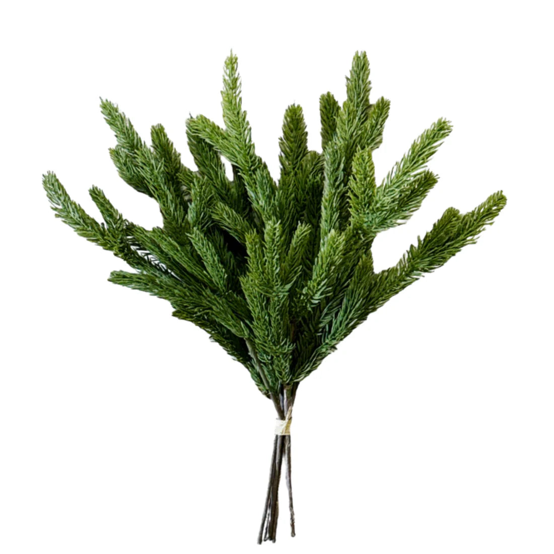 SPRUCE | STEM
