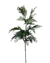 Load image into Gallery viewer, WHITE CEDAR | STEM L
