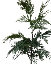 Load image into Gallery viewer, WHITE CEDAR | STEM L
