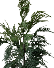 Load image into Gallery viewer, WHITE CEDAR | STEM M
