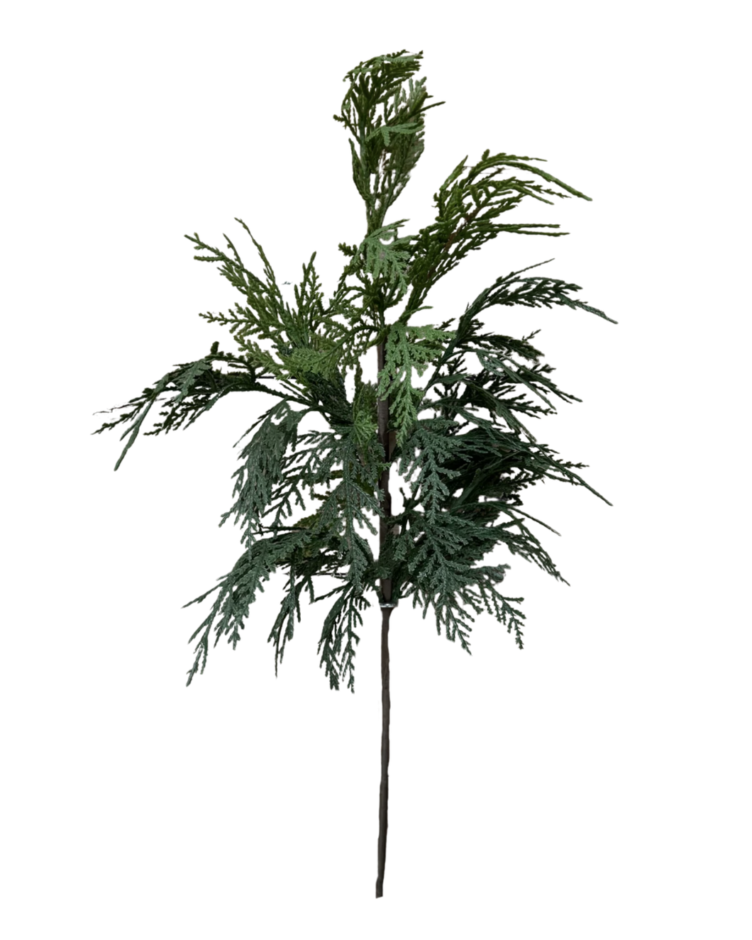 WHITE CEDAR | STEM M