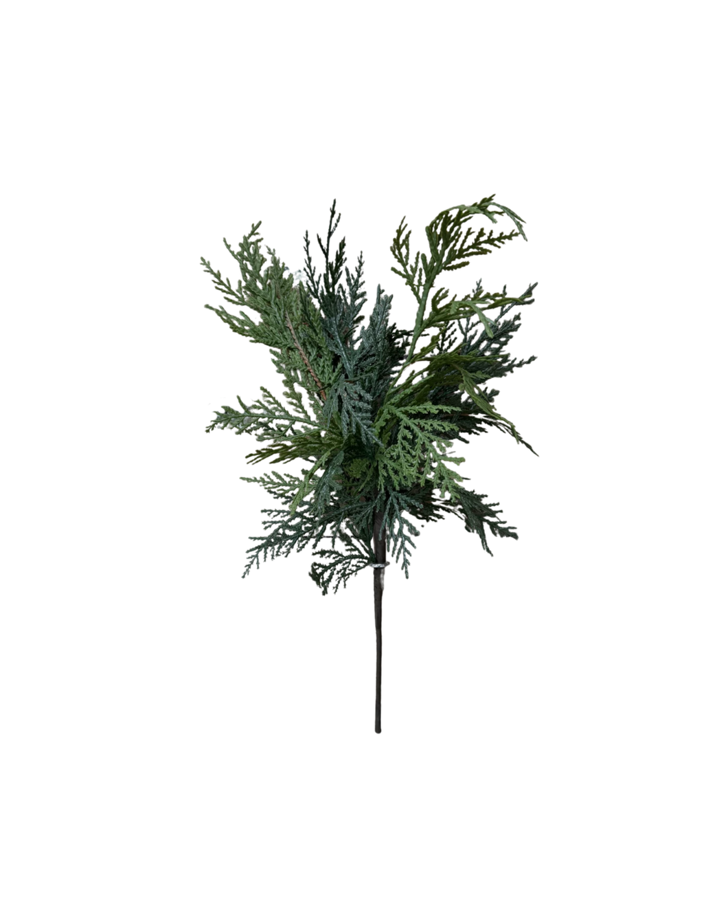 WHITE CEDAR | STEM SM