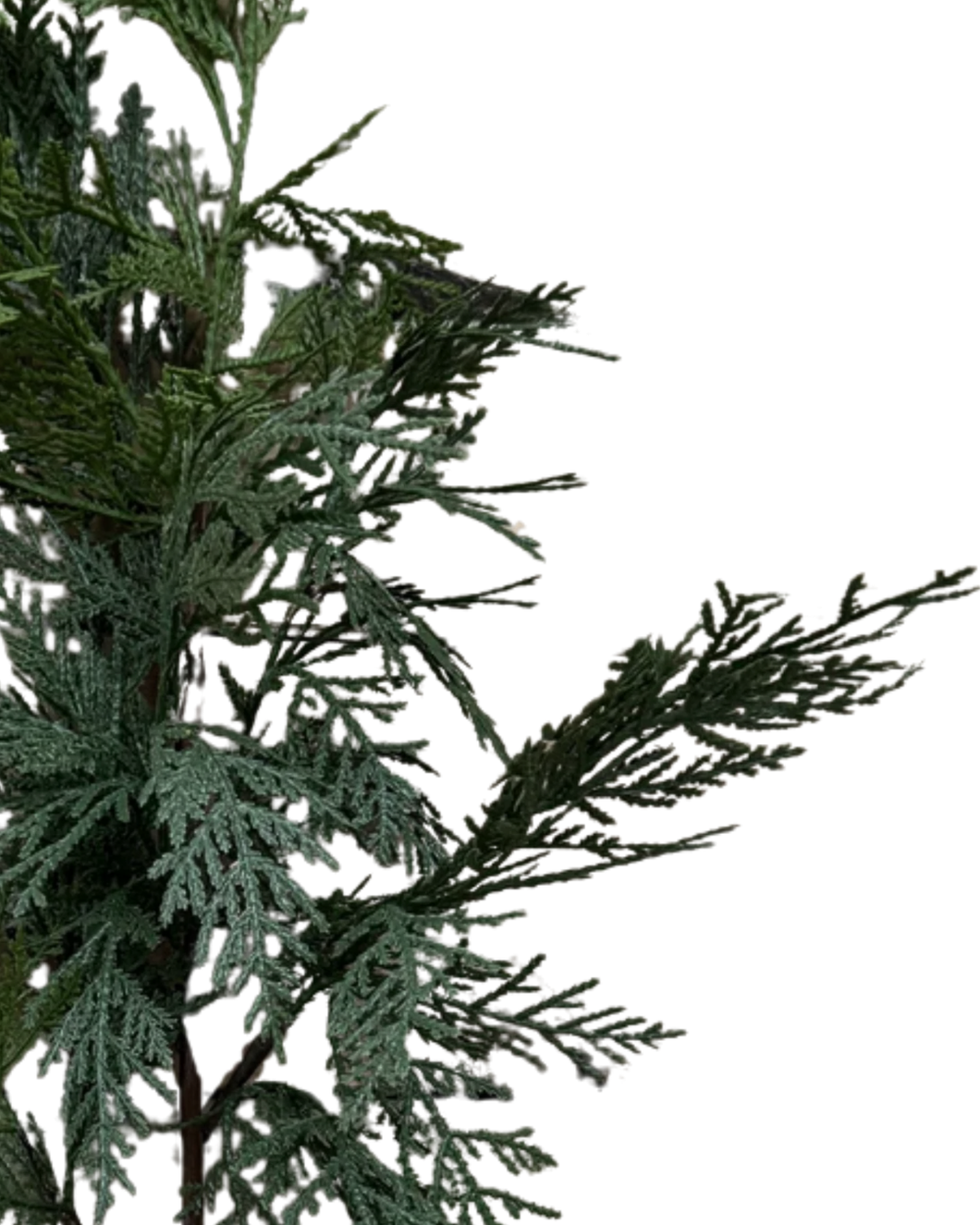 WHITE CEDAR | BRANCH