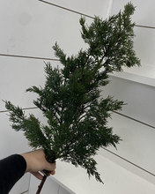 Load image into Gallery viewer, CEDAR | BRANCH
