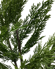 Load image into Gallery viewer, CYPRESS | BUNCH
