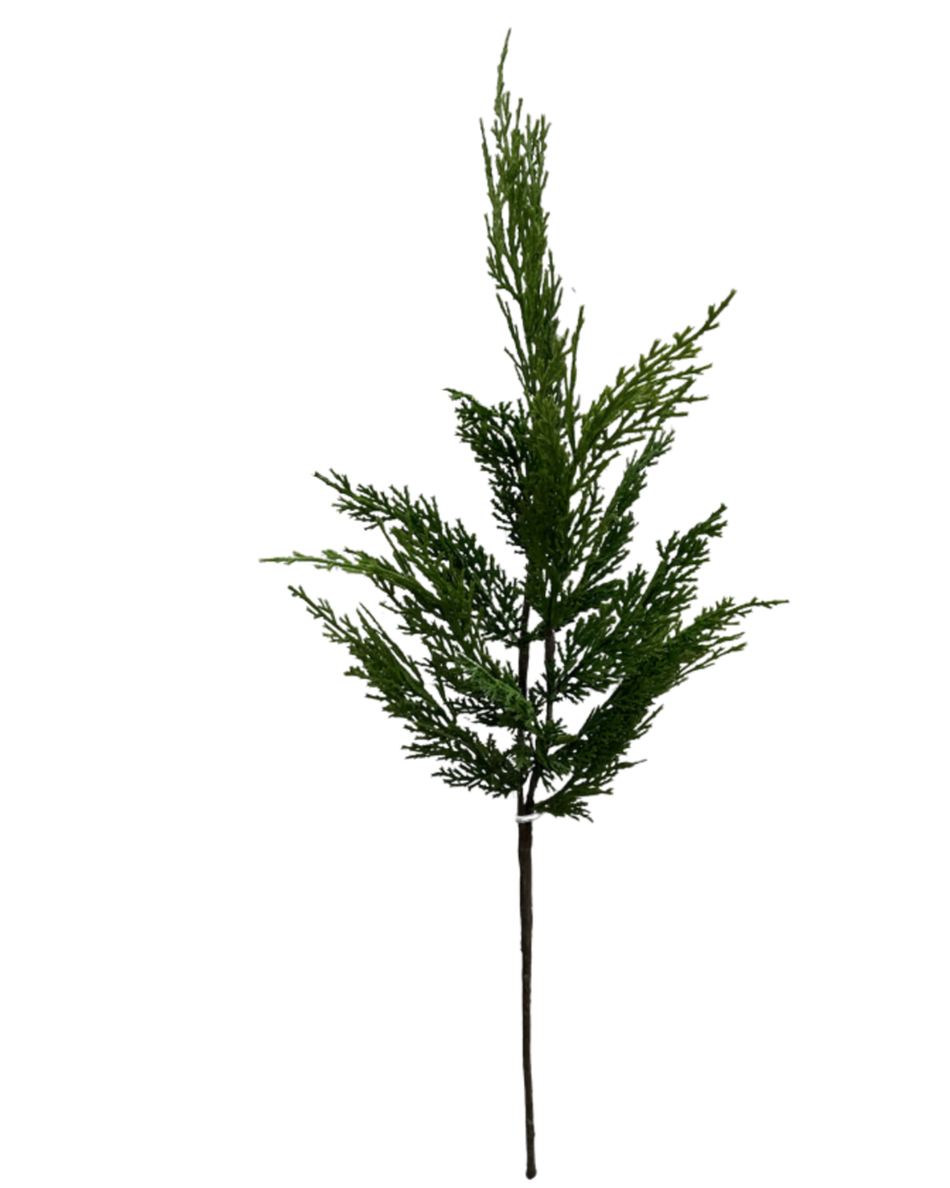 CYPRESS | STEM M