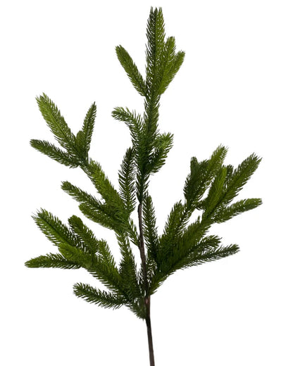 SPRUCE | STEM