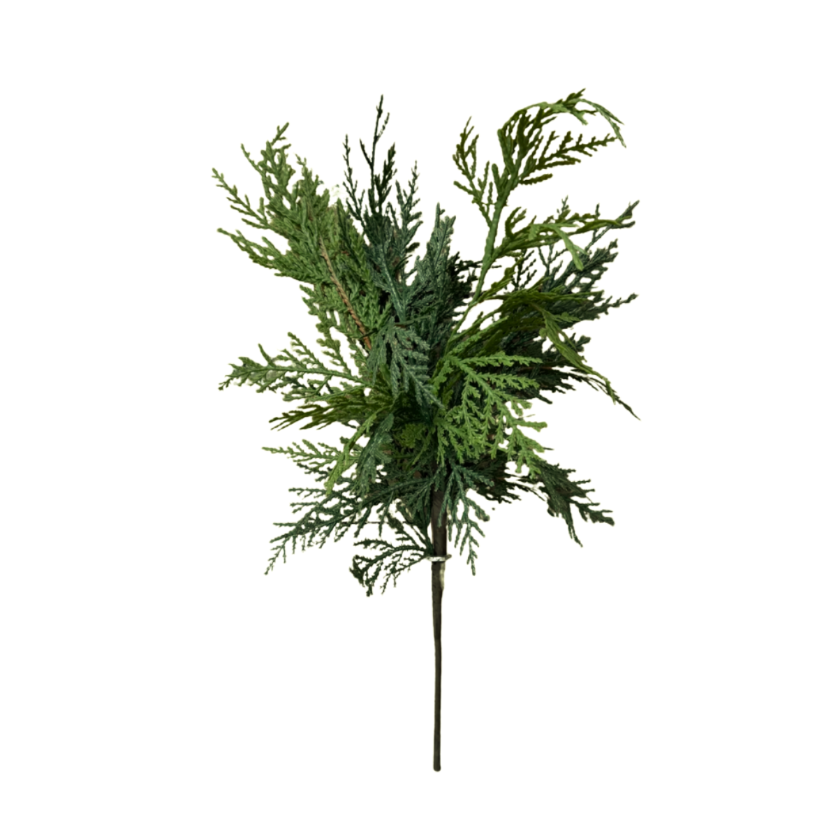 WHITE CEDAR | STEM