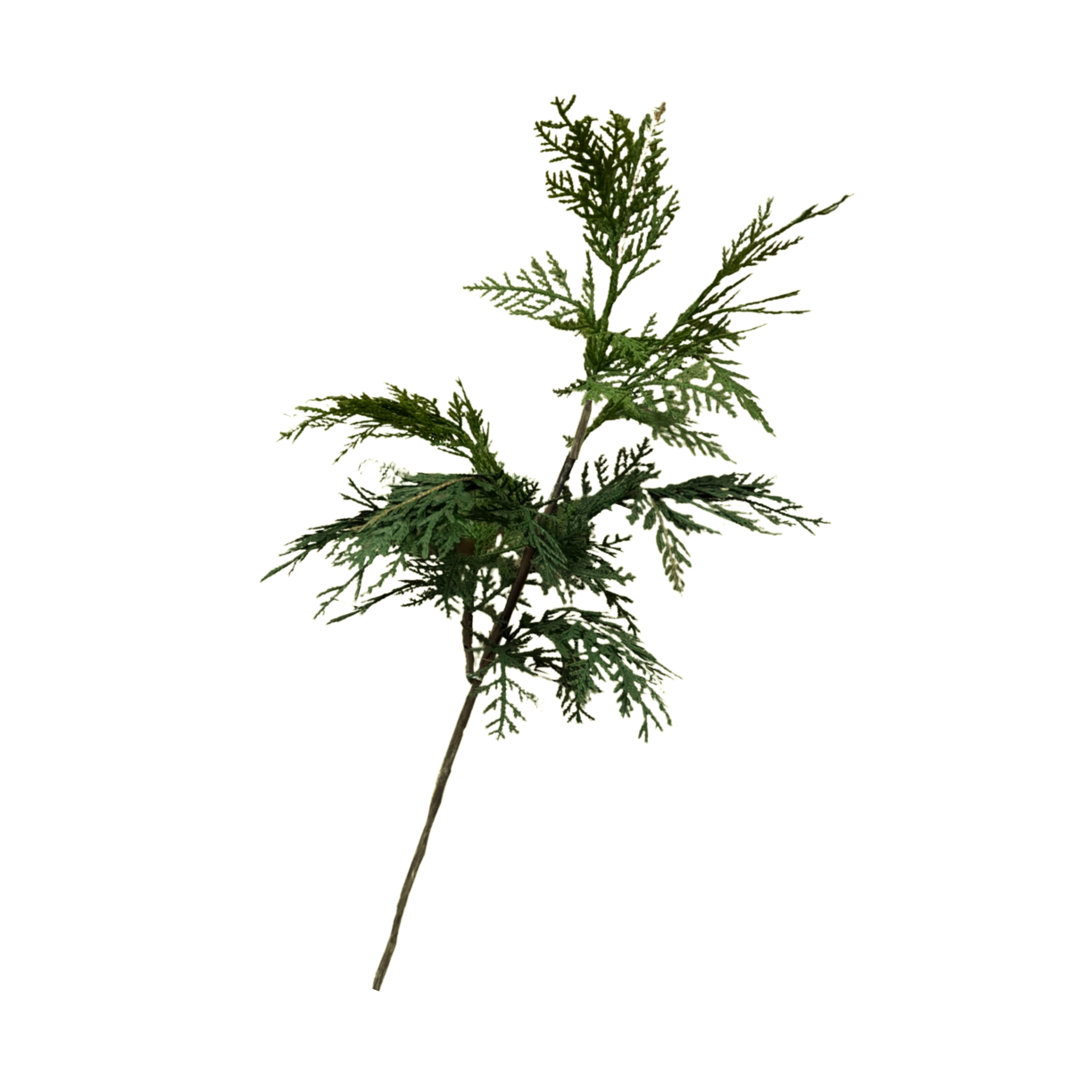 WHITE CEDAR | STEM