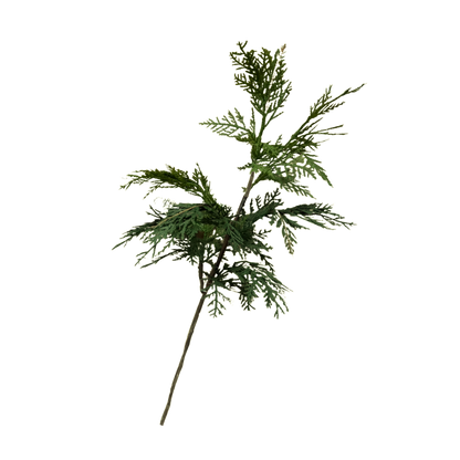 WHITE CEDAR | STEM