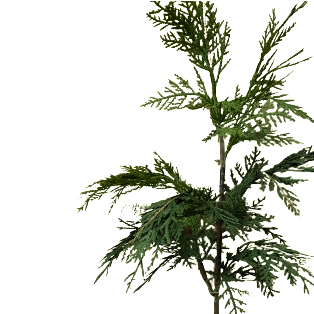 WHITE CEDAR | STEM