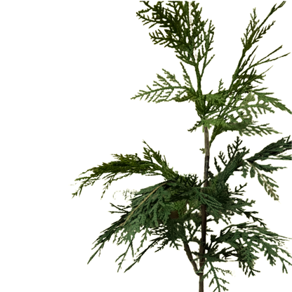 WHITE CEDAR | STEM