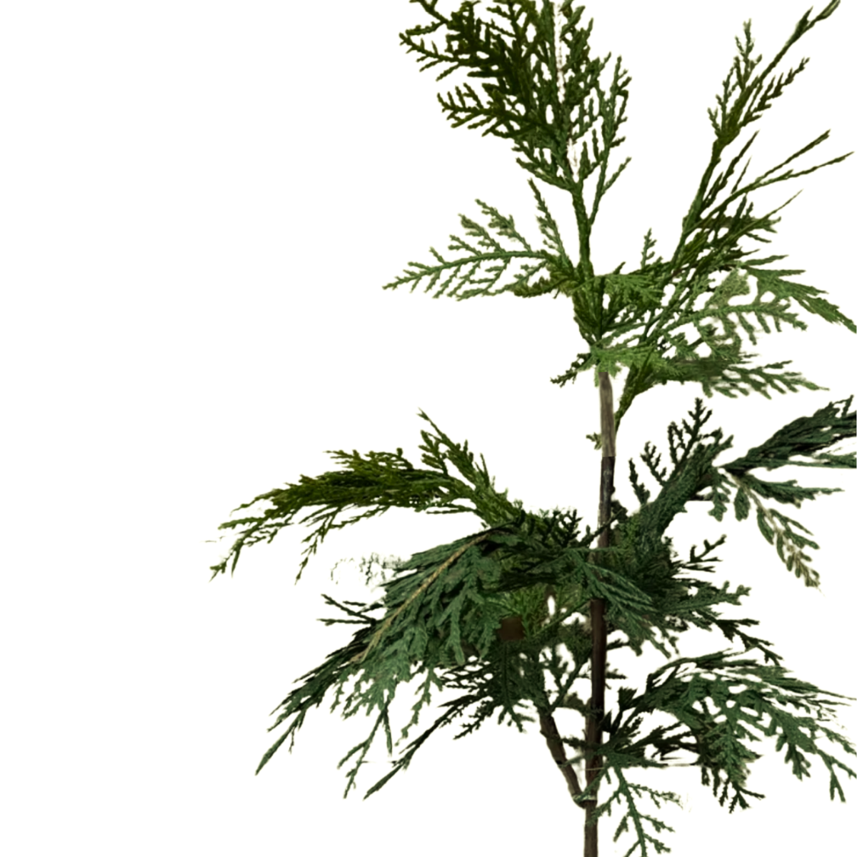 WHITE CEDAR | STEM