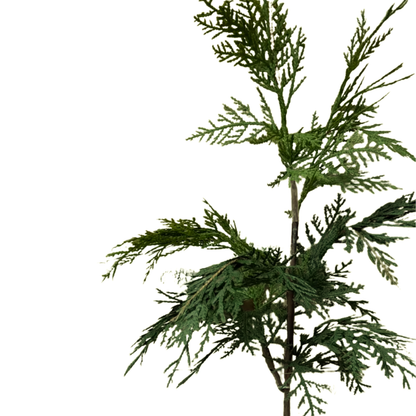 WHITE CEDAR | STEM