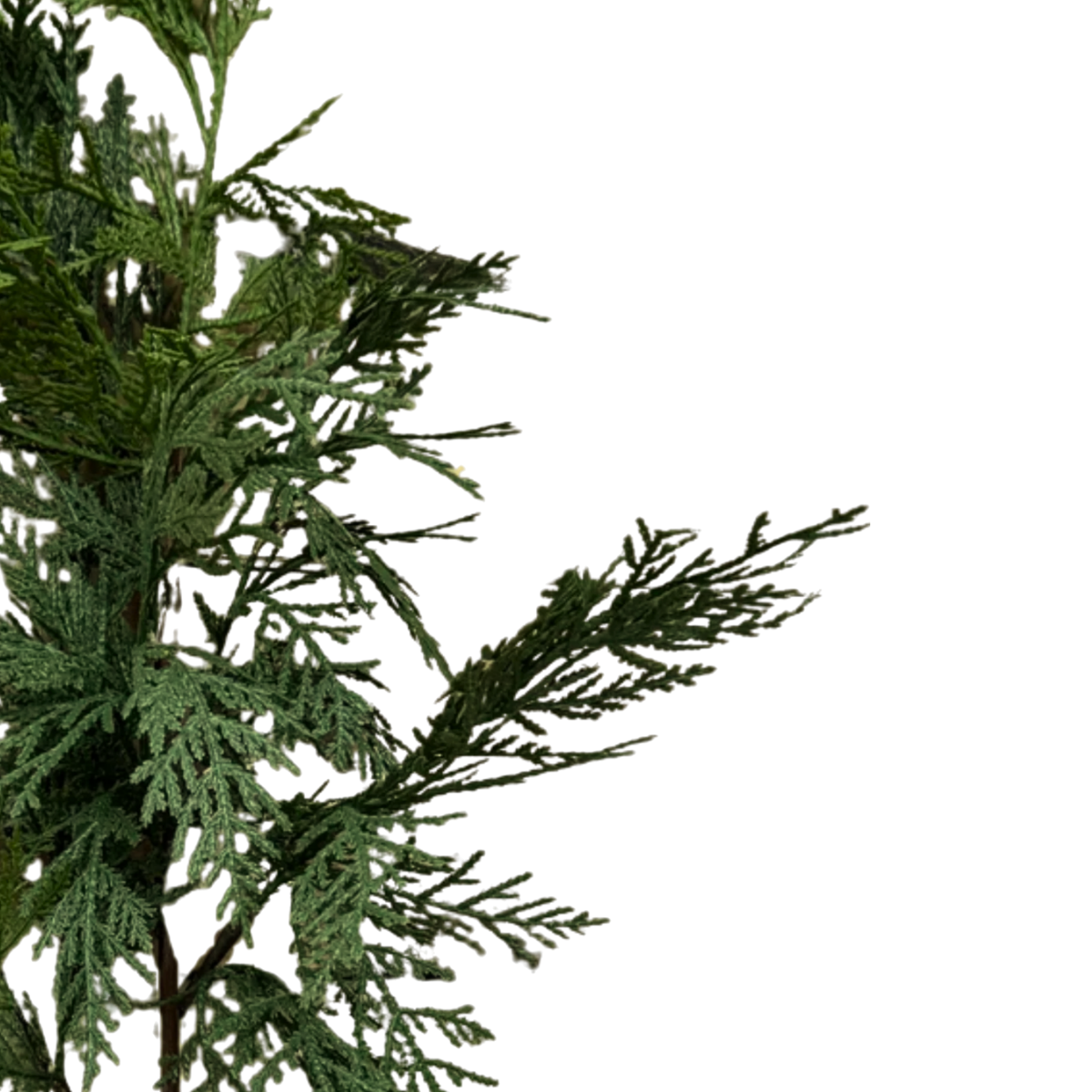 WHITE CEDAR | STEM