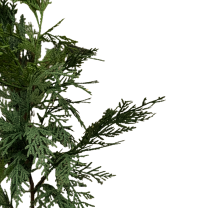 WHITE CEDAR | STEM