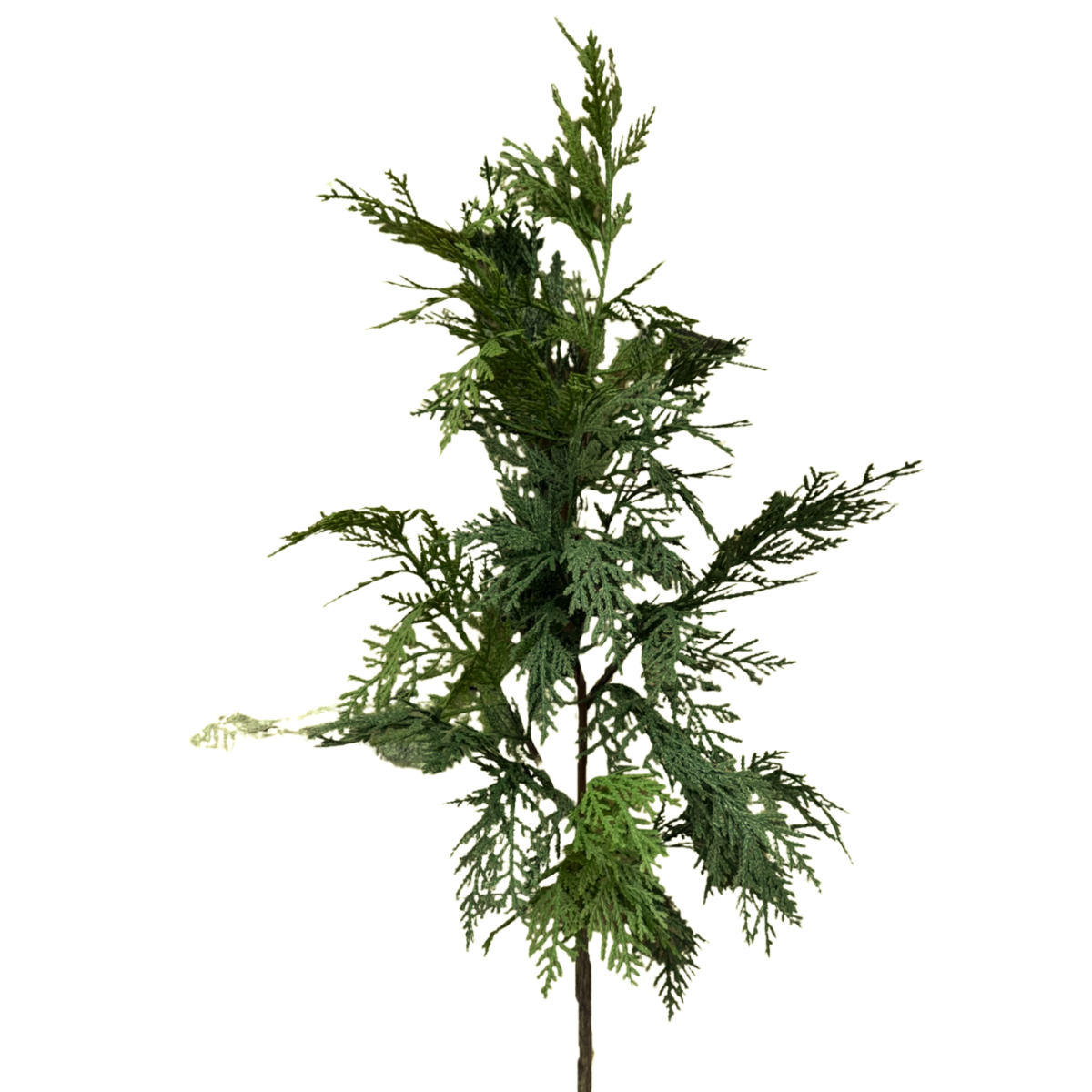 WHITE CEDAR | STEM
