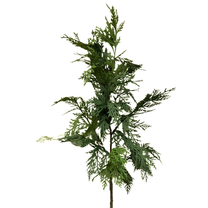 WHITE CEDAR | STEM