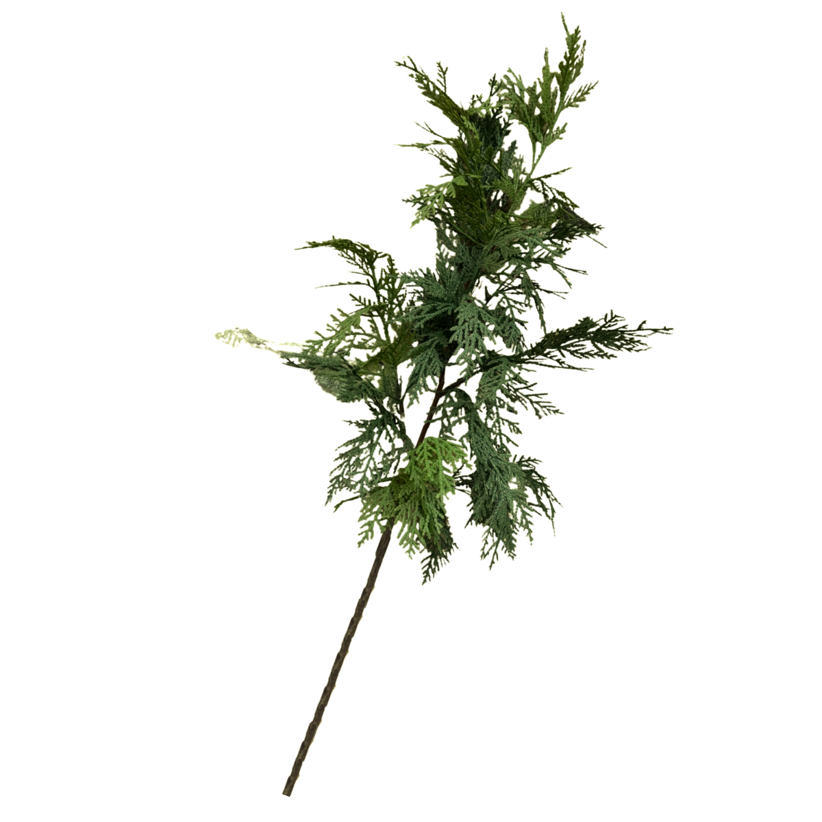 WHITE CEDAR | STEM