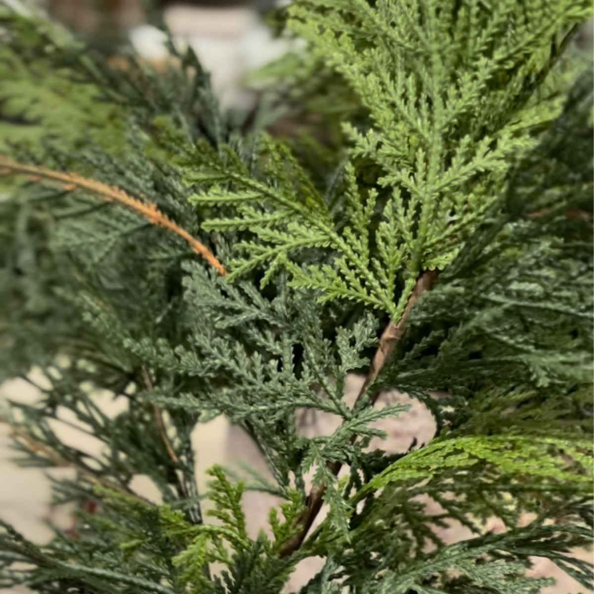 WHITE CEDAR | STEM