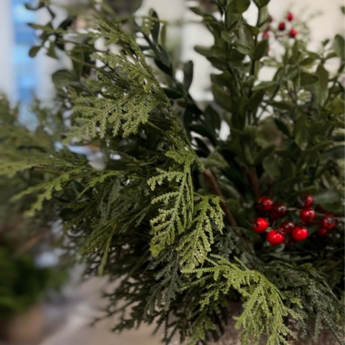 WHITE CEDAR | STEM