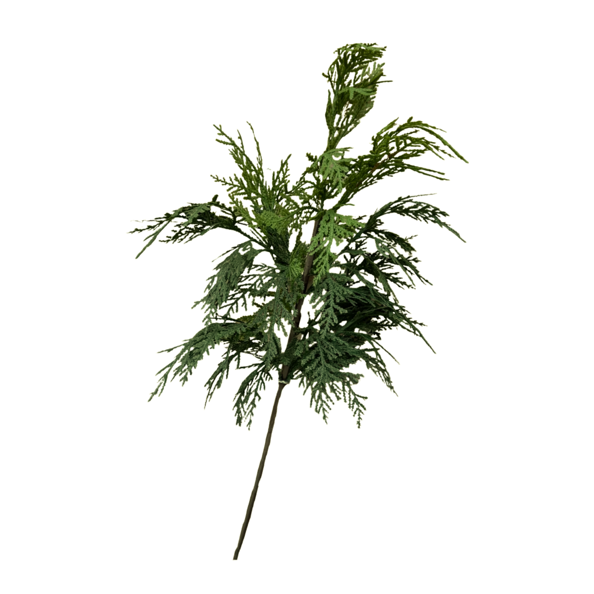 WHITE CEDAR | STEM