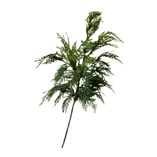 WHITE CEDAR | STEM