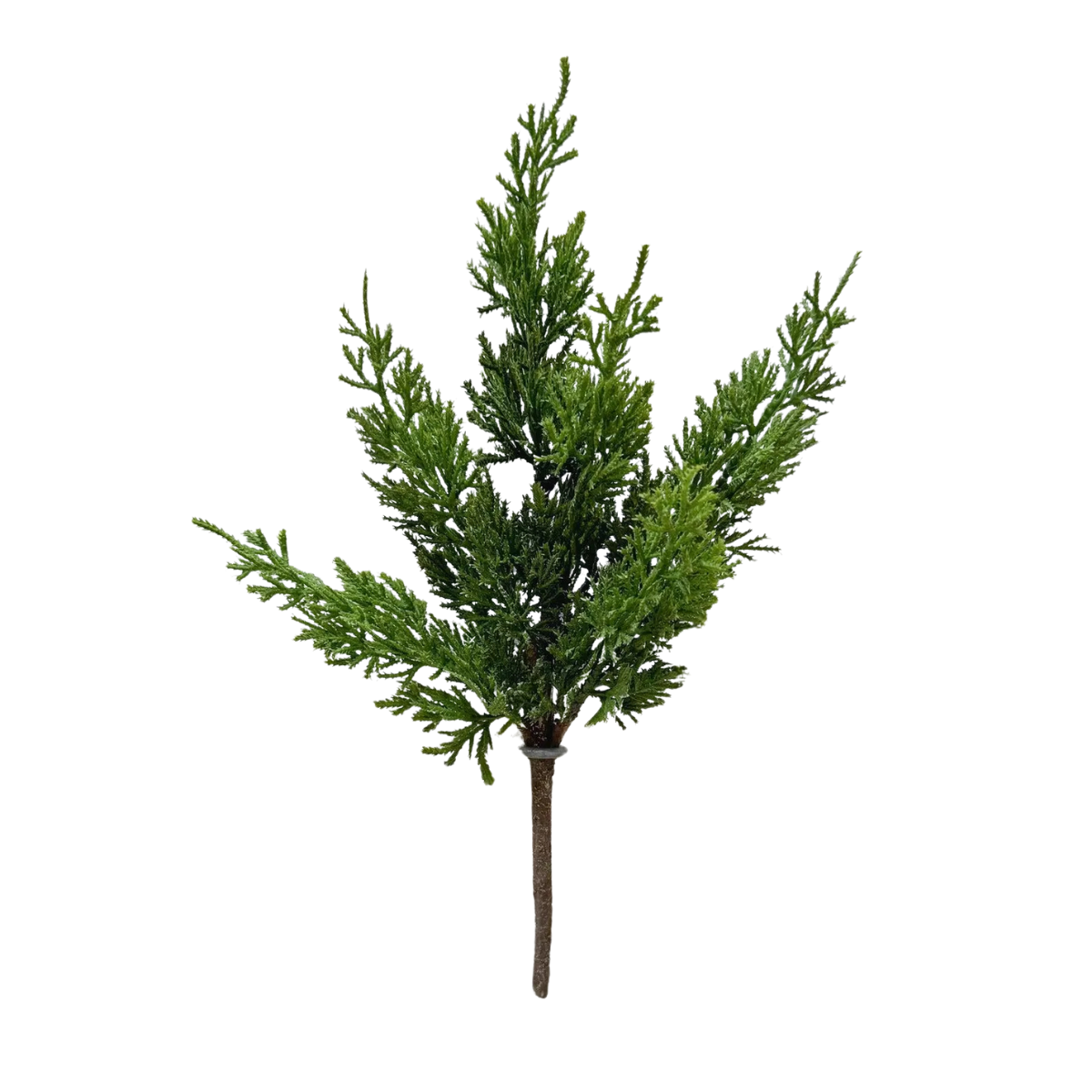 JUNIPER PINE | STEM