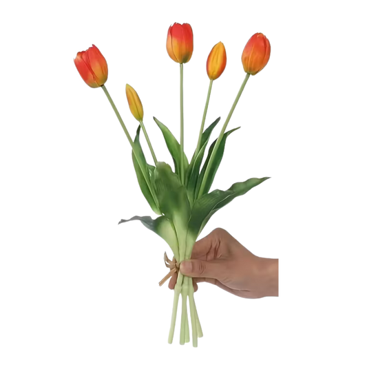 TULIPS | CLEMENTINE