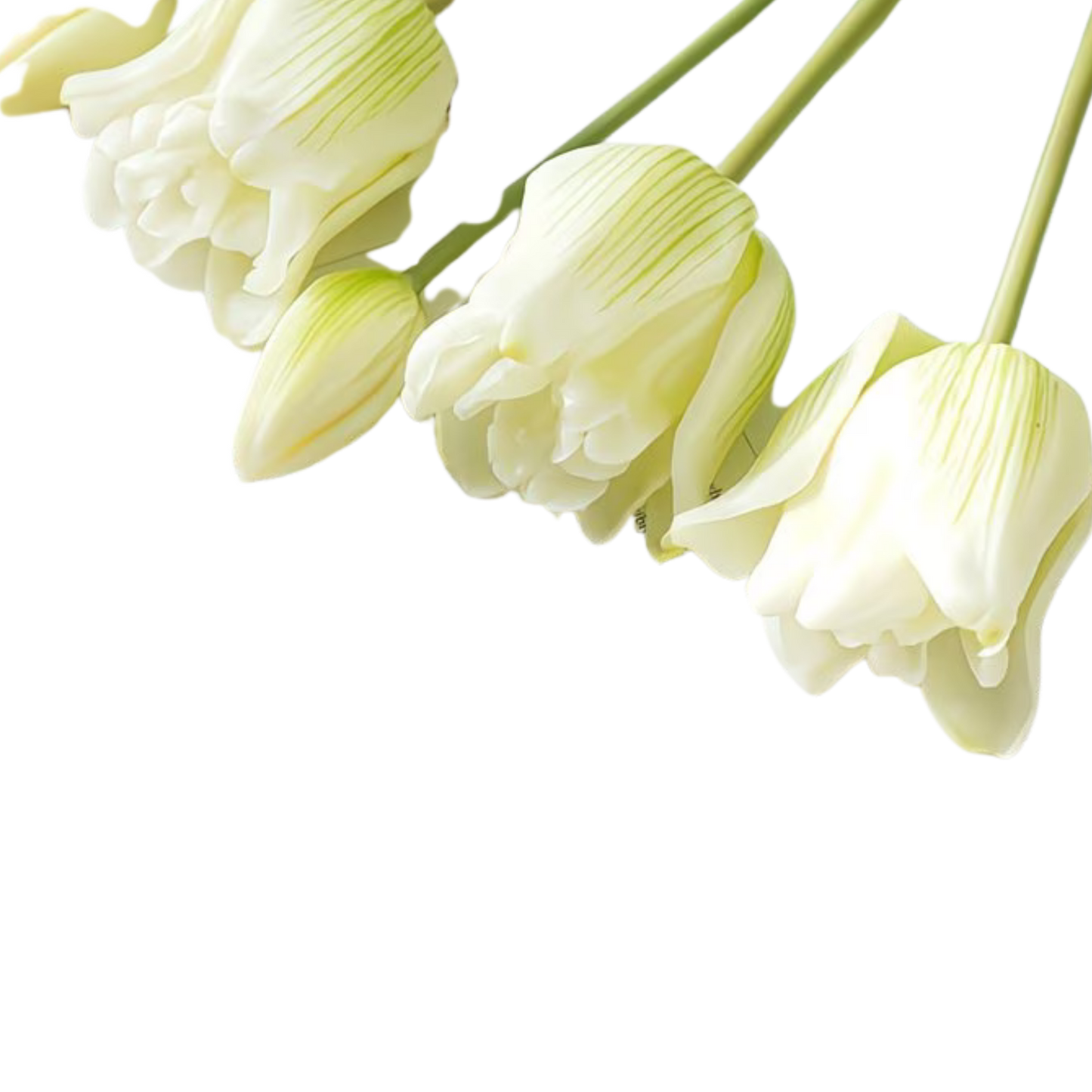 TULIPS | WHITE